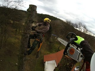 Rizikové kácení stromů - pro-stromy.cz